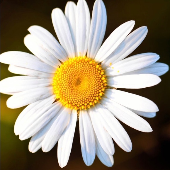 Daisy Keech Onlyfans Leaked Content Exposed Online Now