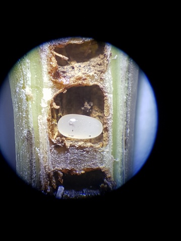 Strick Top Mit Kn Pfen Mango Sterreich Strick Top Mit Kn Pfen Mango Sterreich